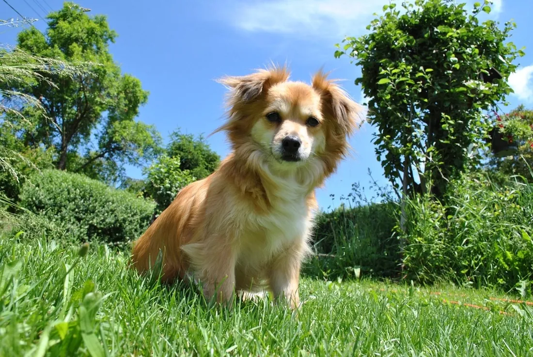 Perro disfrutando las zonas verdes de AKUA